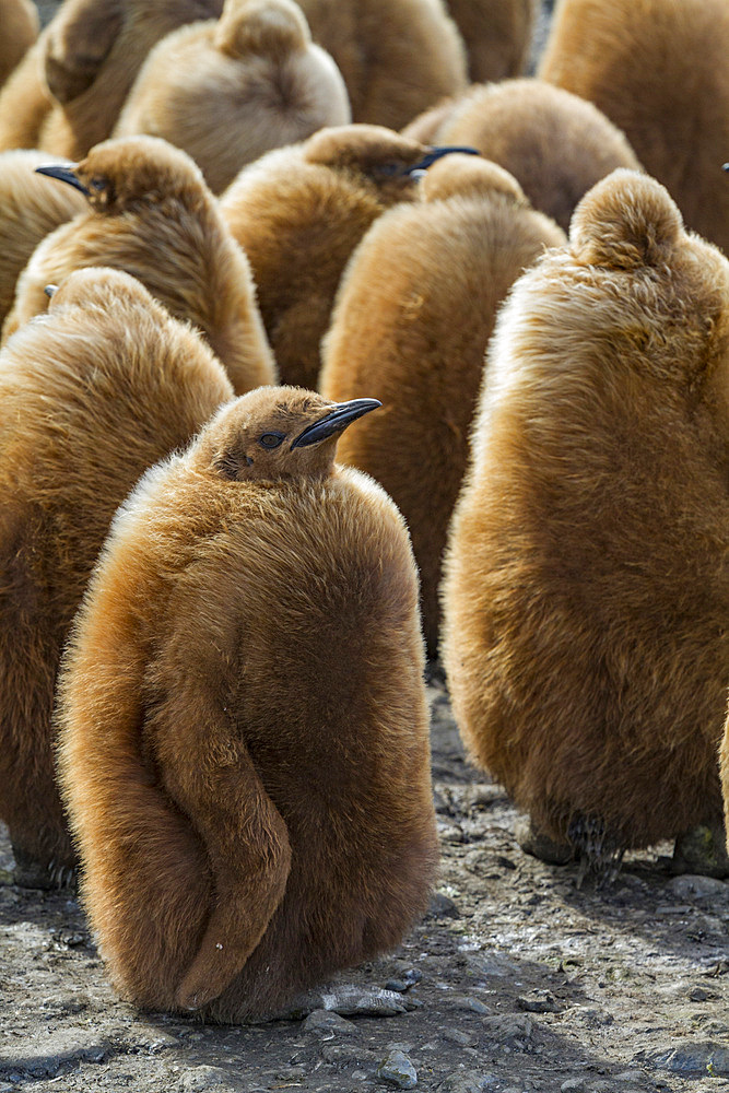 King penguins (Aptenodytes patagonicus) in downy plumage (often called 'okum boys') on South Georgia Island.