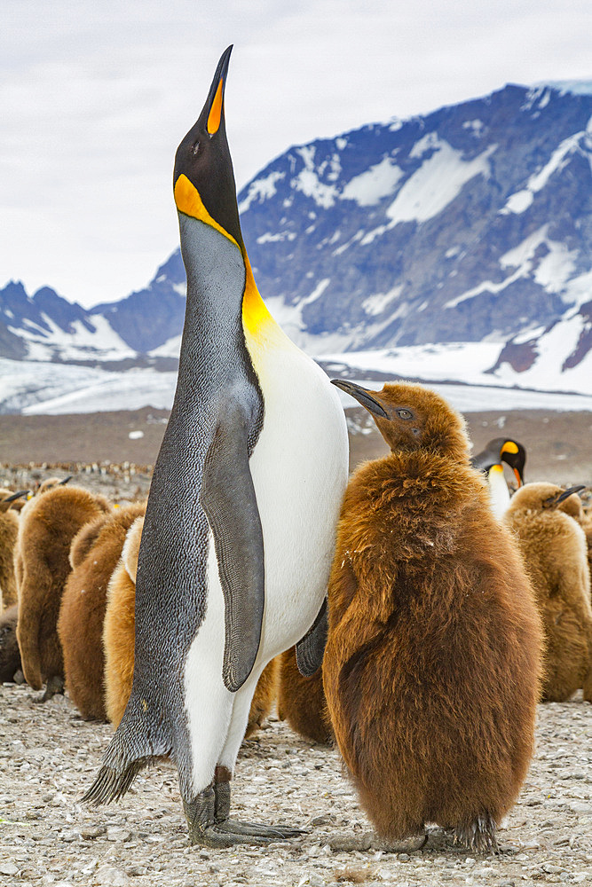 Adult king penguin (Aptenodytes patagonicus) in the act of feeding chick on South Georgia Island, Southern Ocean.