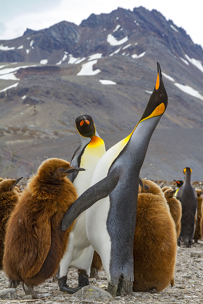 Adult king penguin (Aptenodytes patagonicus) in the act of feeding chick on South Georgia Island, Southern Ocean.