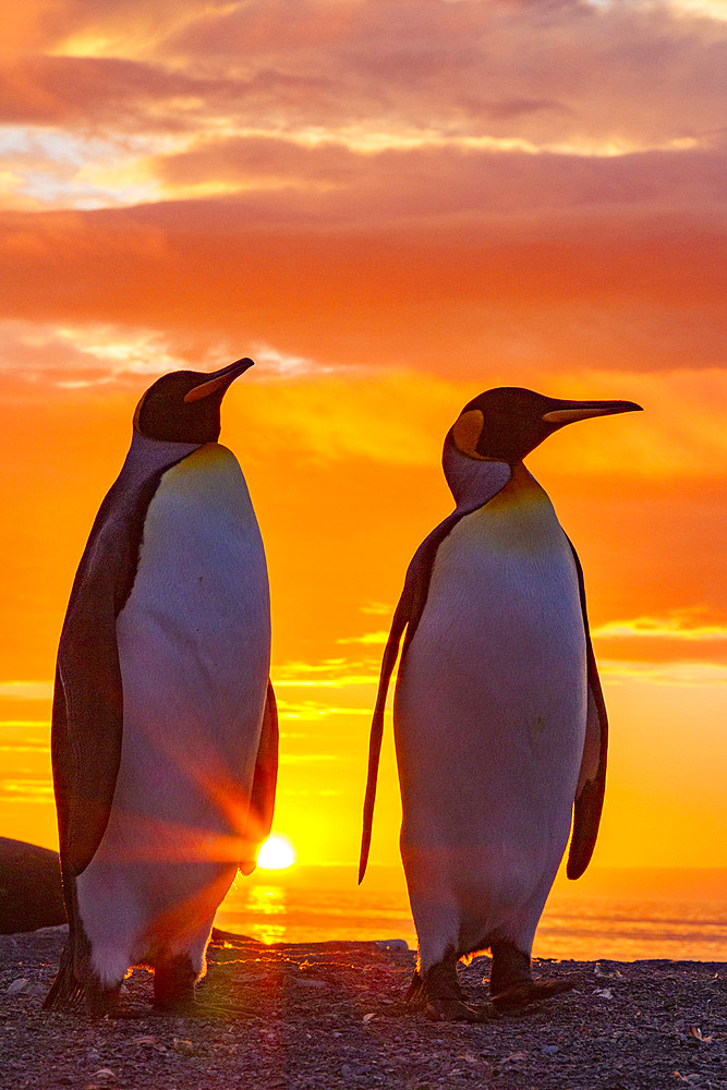 King penguins (Aptenodytes patagonicus) at sunrise on South Georgia Island, Southern Ocean.