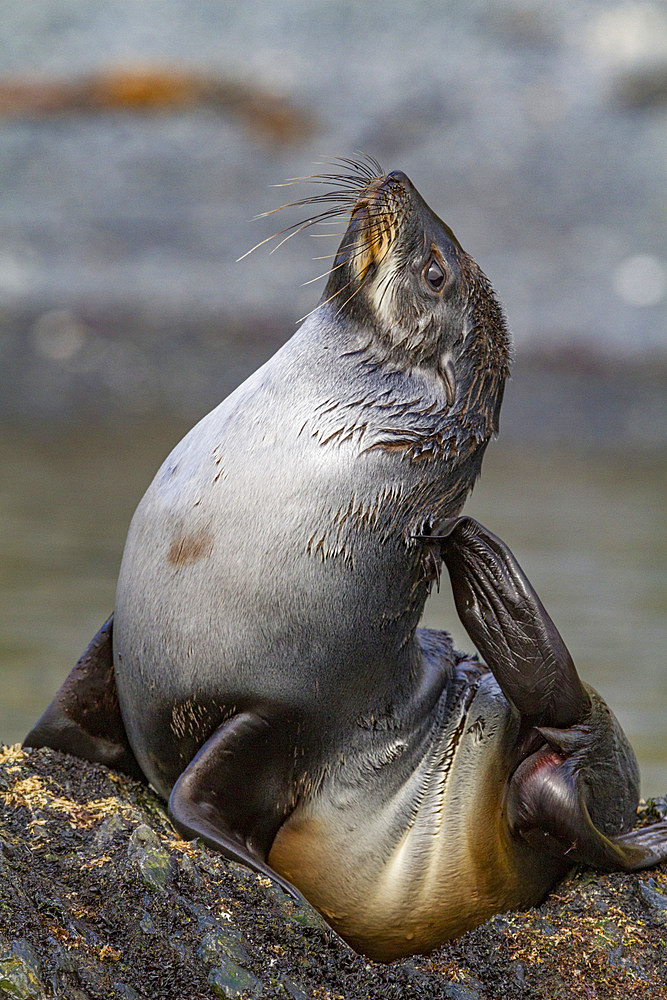 Antarctic fur seal pup (Arctocephalus gazella) on South Georgia, Southern Ocean, Polar Regions