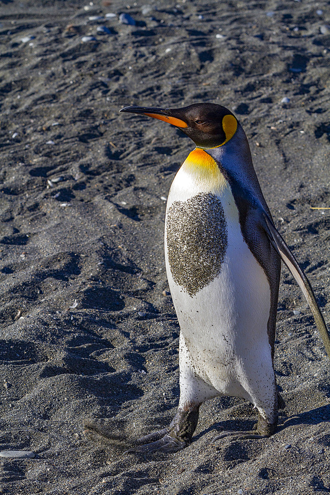 King penguin (Aptenodytes patagonicus) breeding and nesting colony on South Georgia Island, Southern Ocean, Polar Regions