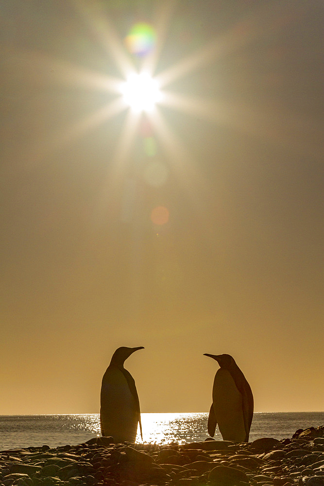 King penguin (Aptenodytes patagonicus) breeding and nesting colony on South Georgia Island, Southern Ocean. MORE INFO The king penguin is the second largest species of penguin at about 90 cm (3 ft) tall and weighing 11 to 16 kg (24 to 35 lb), second only