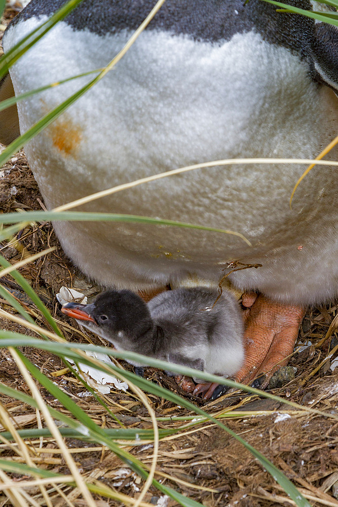 Adult gentoo penguin (Pygoscelis papua) with minutes-old newly hatched chick at Gold Harbor on South Georgia.