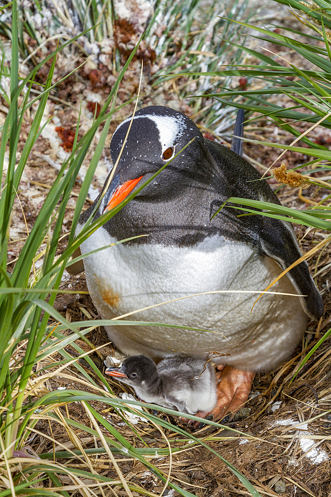 Adult gentoo penguin (Pygoscelis papua) with minutes-old newly hatched chick at Gold Harbor on South Georgia.