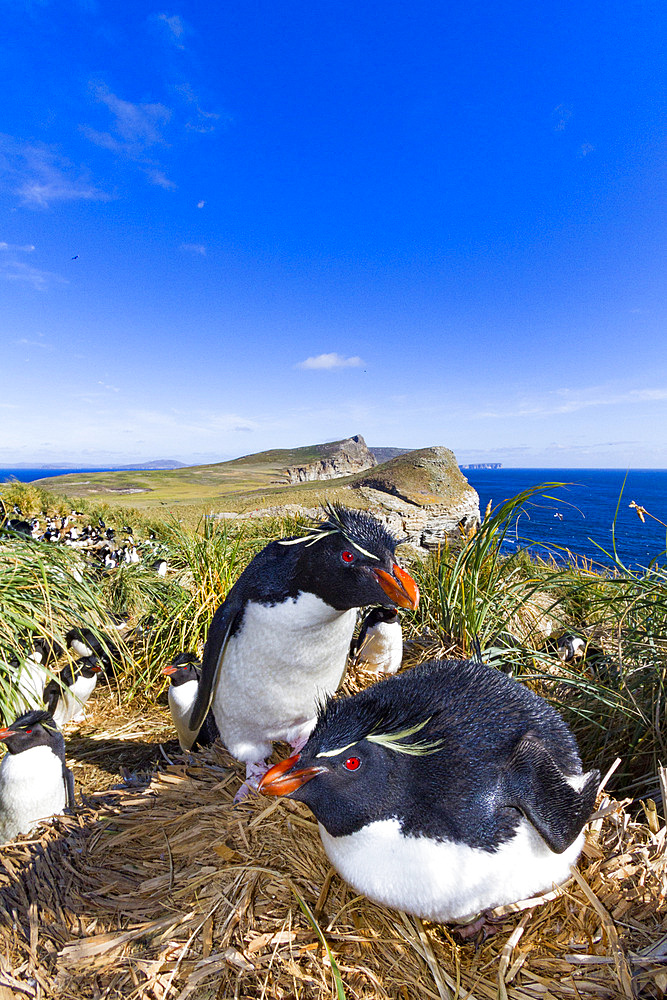 Adult rockhopper penguins (Eudyptes chrysocome chrysocome) at breeding and molting colony on New Island.