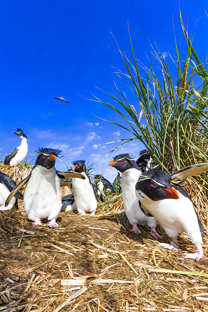 Adult rockhopper penguins (Eudyptes chrysocome chrysocome) at breeding and molting colony on New Island.