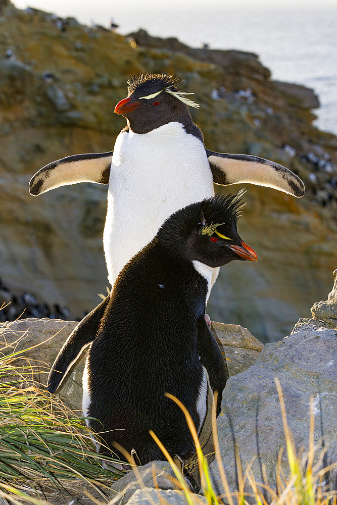 Adult rockhopper penguins (Eudyptes chrysocome chrysocome) at breeding and molting colony on New Island.