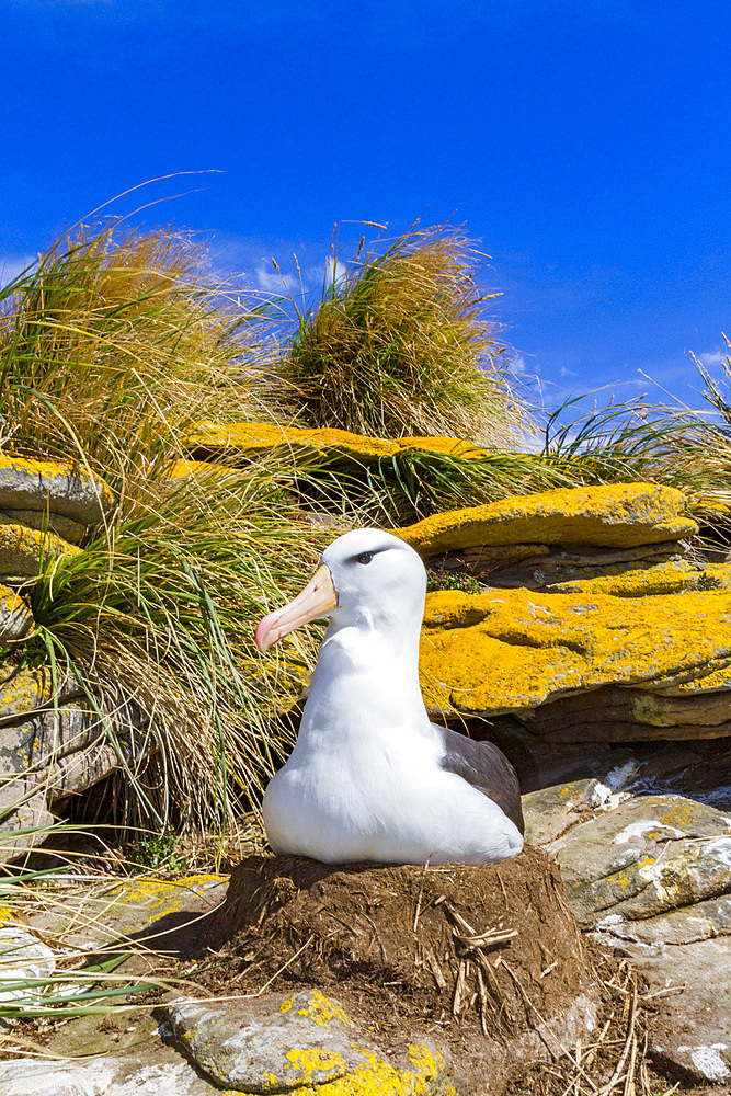 Black-browed albatross (Thalassarche melanophrys) breeding colony on Carcass Island in the Falkland Islands.