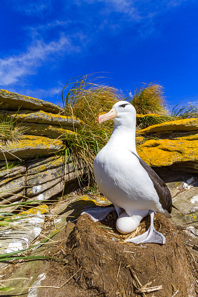 Black-browed albatross (Thalassarche melanophrys) breeding colony on Carcass Island in the Falkland Islands.