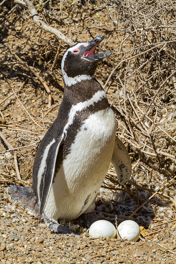 Magellanic penguin (Spheniscus magellanicus) at a breeding and molting site in Estancia San Lorenzo, Argentina.