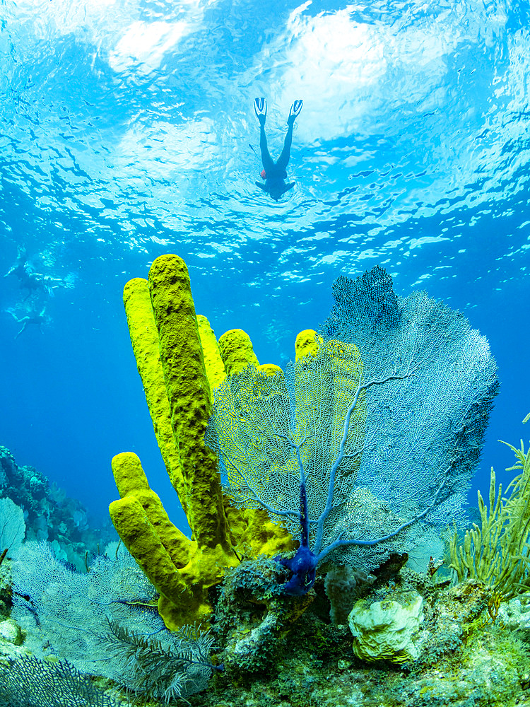 Soft corals and sponges underwater on Long Caye in the Mesoamerican Barrier Reef, Belize.