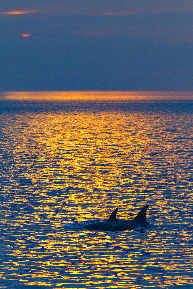 A gathering of at least 2 resident pods of killer whales (Orcinus orca) encountered near sunset, Johnstone Strait.