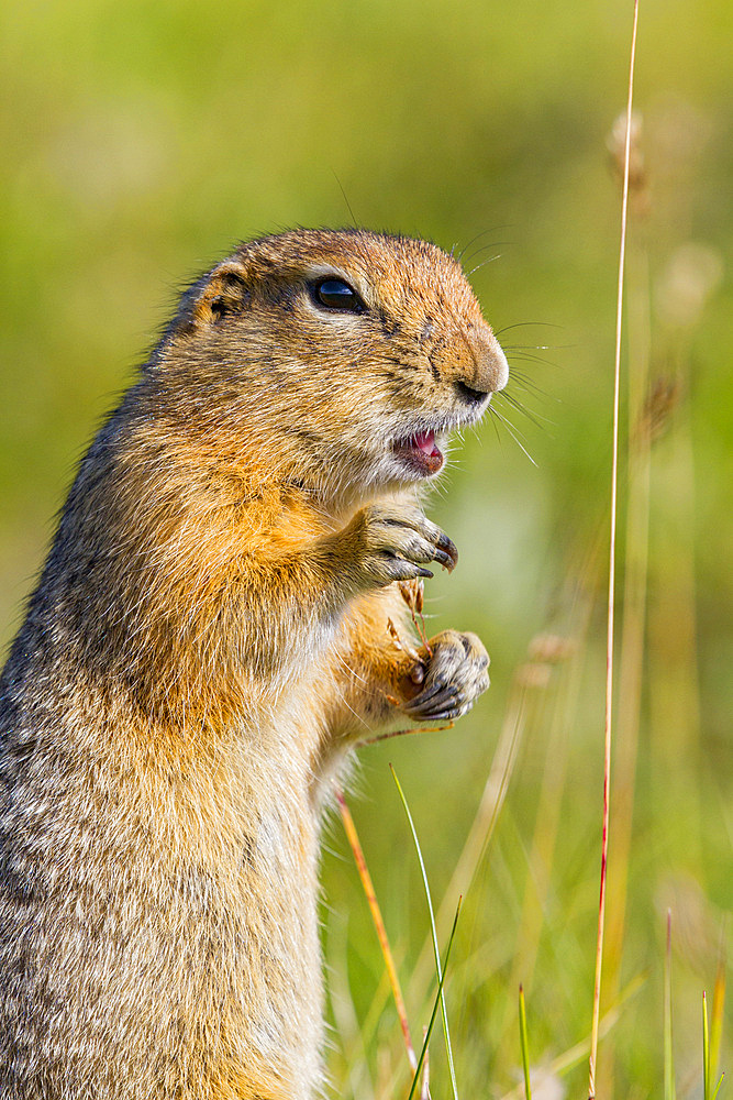 Adult Arctic ground squirrel (Spermophilus parryii) foraging in Denali National Park, Alaska, USA.