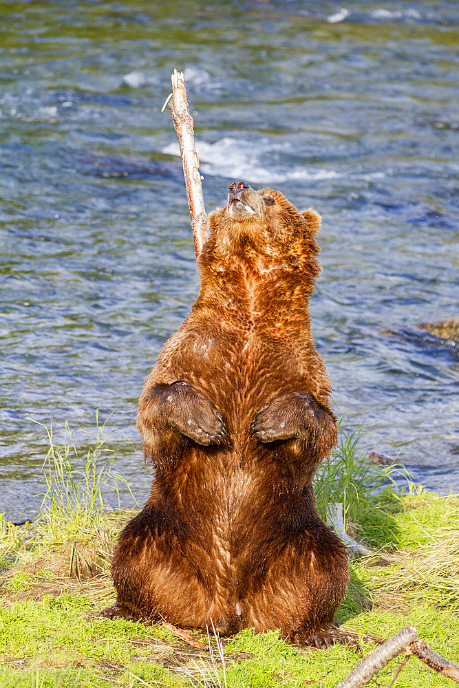 Adult brown bear (Ursus arctos) scratching its back on a tree at the Brooks River in Katmai National Park near Bristol Bay, Alaska, USA. Pacific Ocean. MORE INFO Every July salmon spawn in the river between Naknek Lake and Brooks Lake and brown bears cong