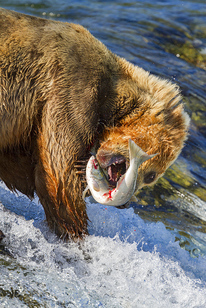 Adult brown bear (Ursus arctos) foraging for salmon at the Brooks River in Katmai National Park, Alaska, USA.