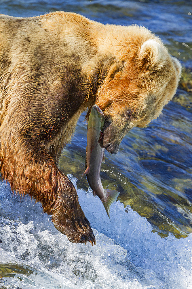 Adult brown bear (Ursus arctos) foraging for salmon at the Brooks River in Katmai National Park, Alaska, USA.