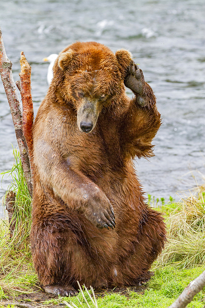 Adult brown bear (Ursus arctos) scratching its back on a tree at the Brooks River in Katmai National Park, Alaska, USA.