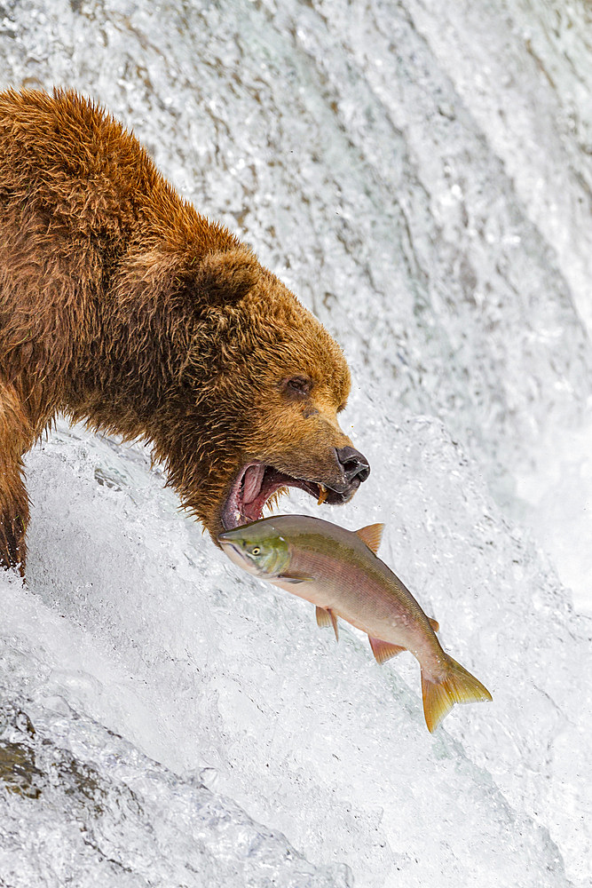 Adult brown bear (Ursus arctos) foraging for salmon at the Brooks River in Katmai National Park, Alaska, USA.