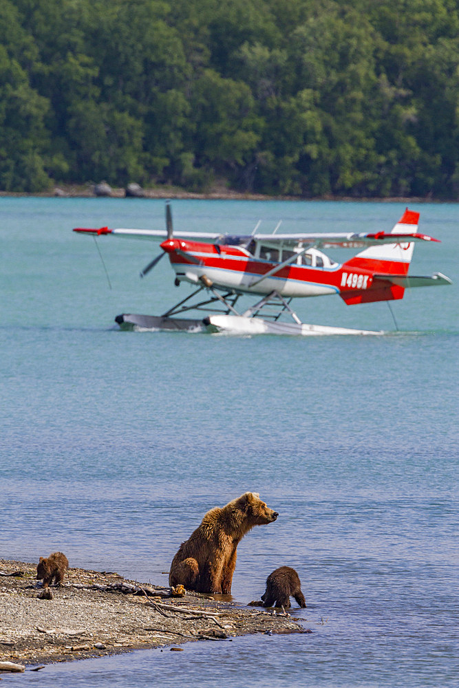 Adult brown bear sow (Ursus arctos) watching human activities at the Brooks River in Katmai National Park, Alaska.