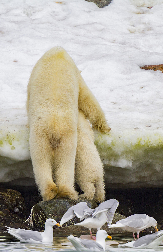 A mother polar bear, Ursus maritimus, and COY leaving a fin whale carcass in Holmabukta in the Svalbard Archipelago.