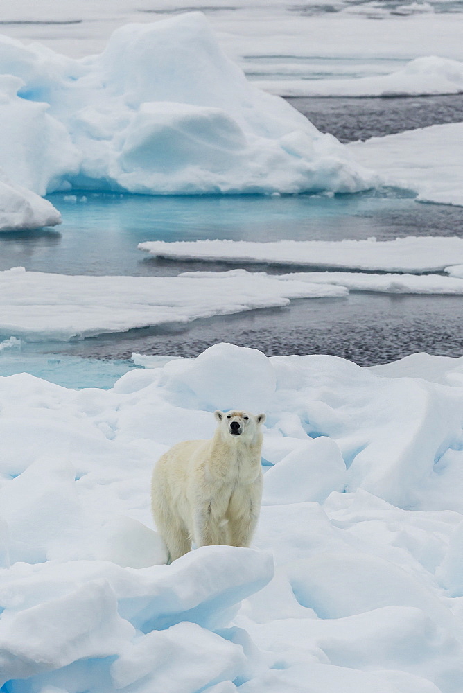 Young adult polar bear (Ursus maritimus) on ice in Hinlopen Strait, Svalbard, Norway, Scandinavia, Europe