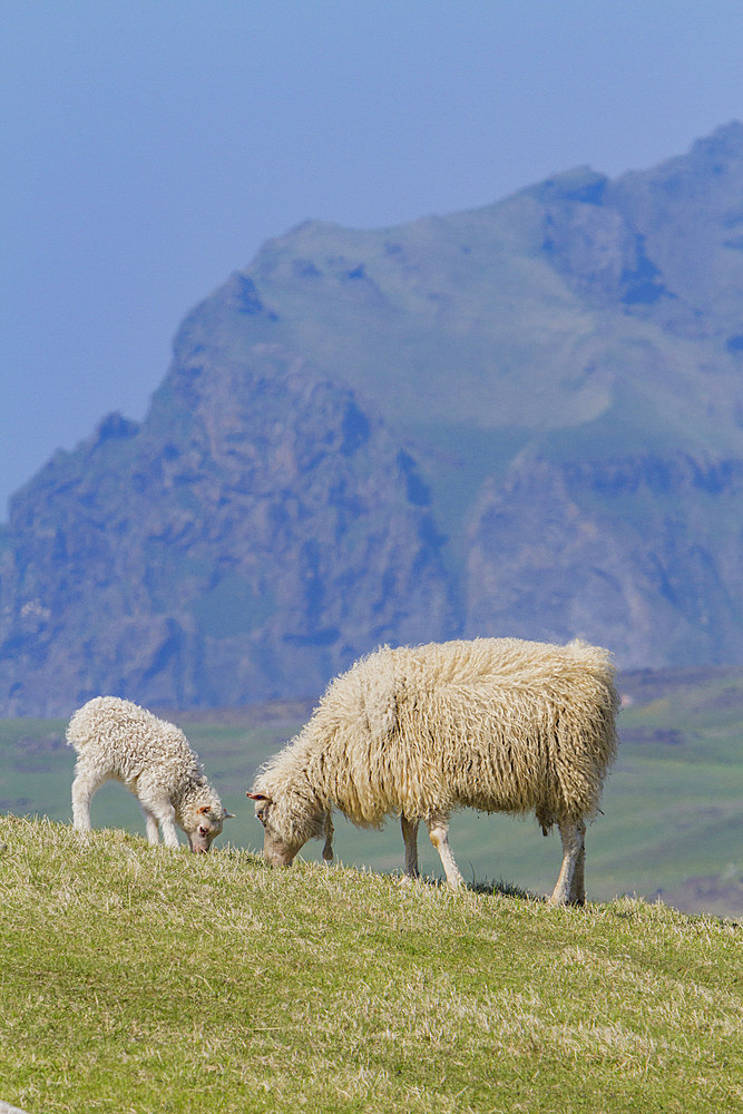 Sheep grazing on remote Heimaey Island, Iceland.