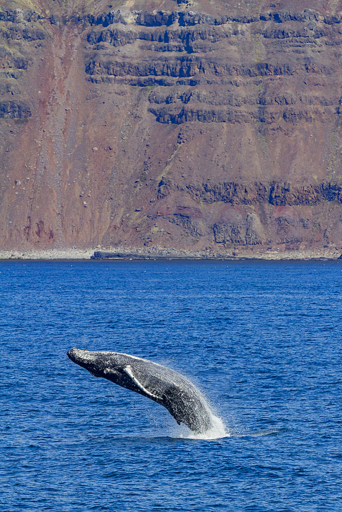 Adult humpback whale, Megaptera novaeangliae, breaching in the fjord of Isfjardardjup, Iceland.