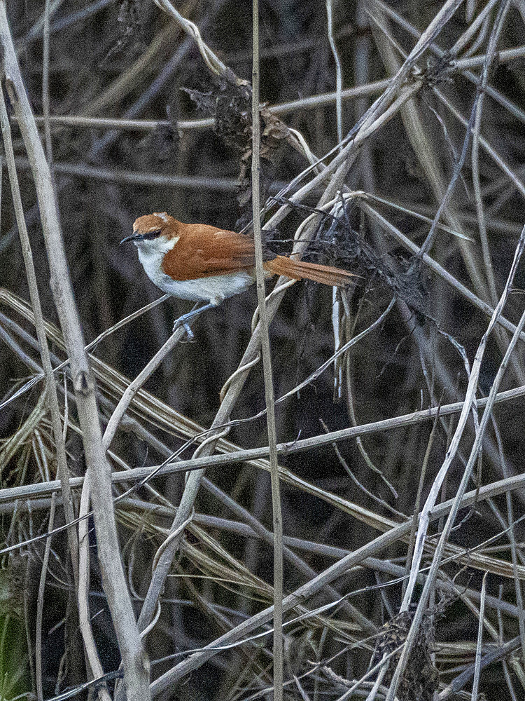 Adult red and white spinetail, Certhiaxis mustelinus, perched in a tree within the Pacaya Samiria Preserve, Peru.