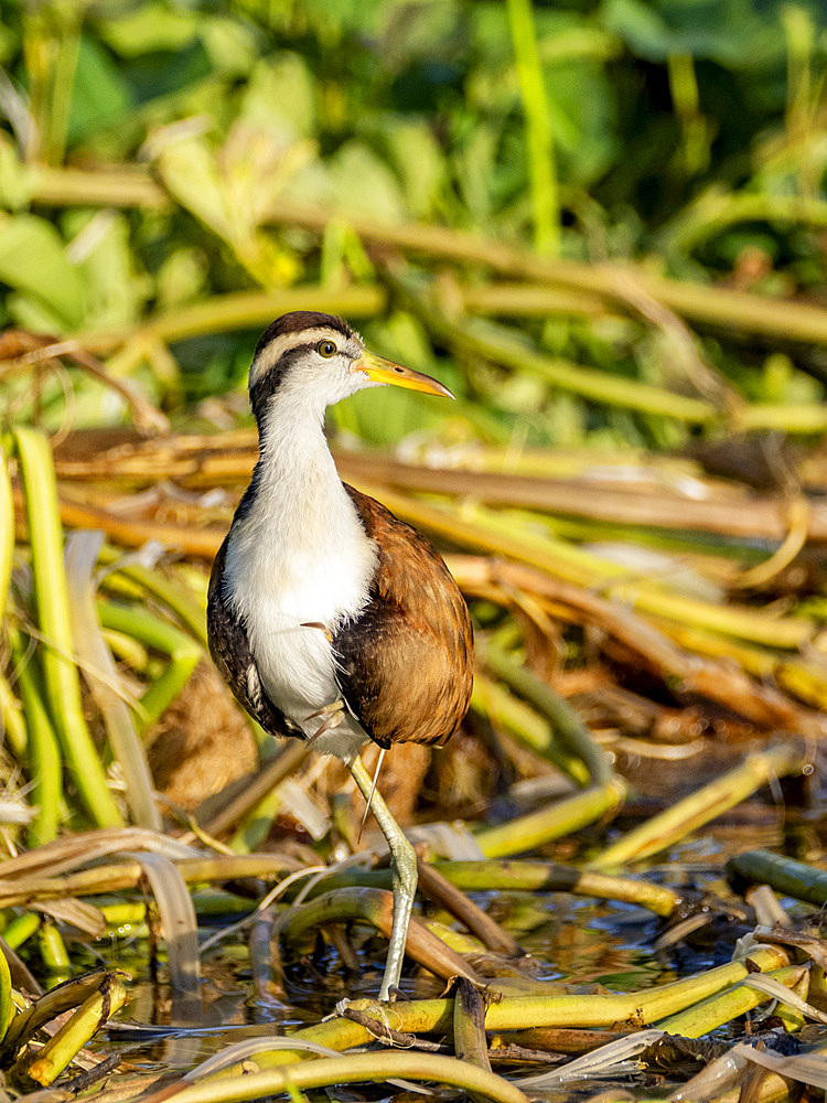 Wattled jacana, Jacana jacana, chick walking on the vegetation within the Pacaya Samiria Preserve, Peru.