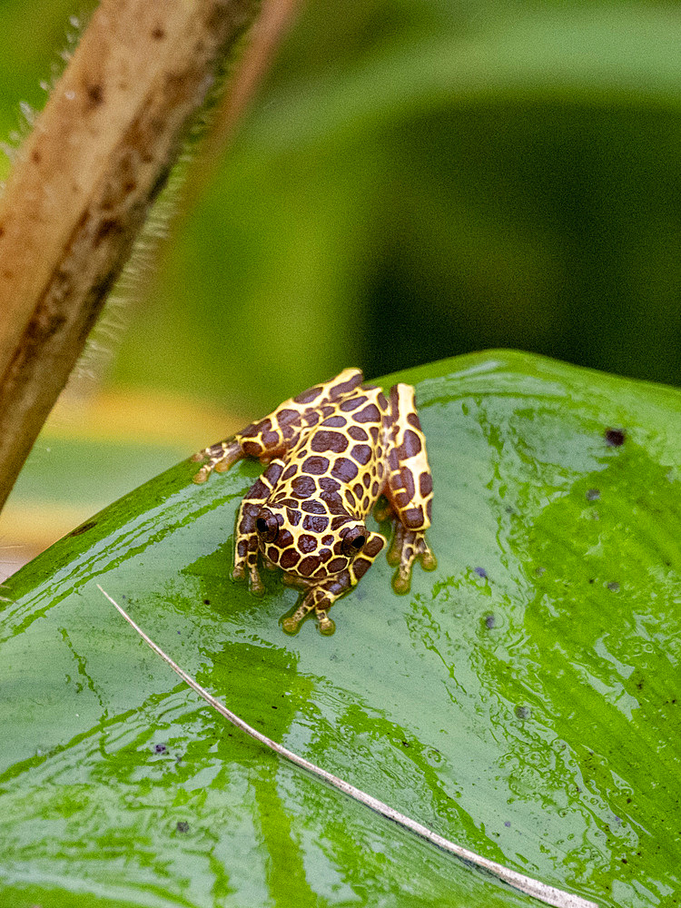 An adult variable clown tree frog, Dendropsophus Triangulum, on a leaf within the Pacaya Samiria Preserve, Peru.