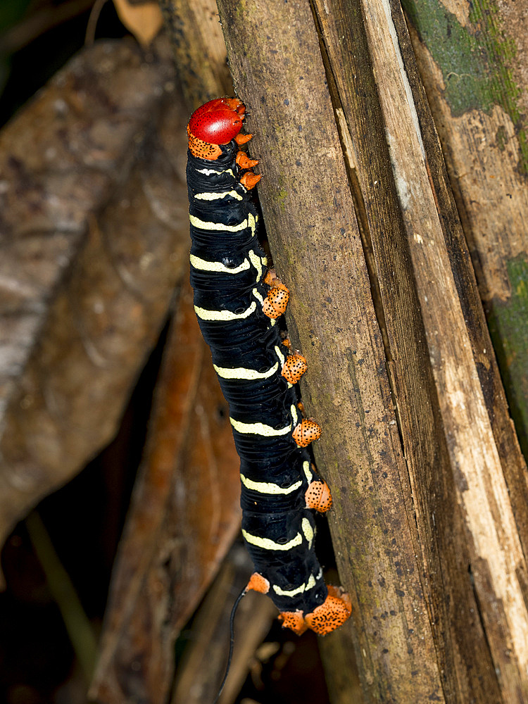 Caterpillar tetrio sphinx moth, Pseudoshinx tetrio, on a leaf in the undergrowth within the Pacaya Samiria Preserve, Peru.
