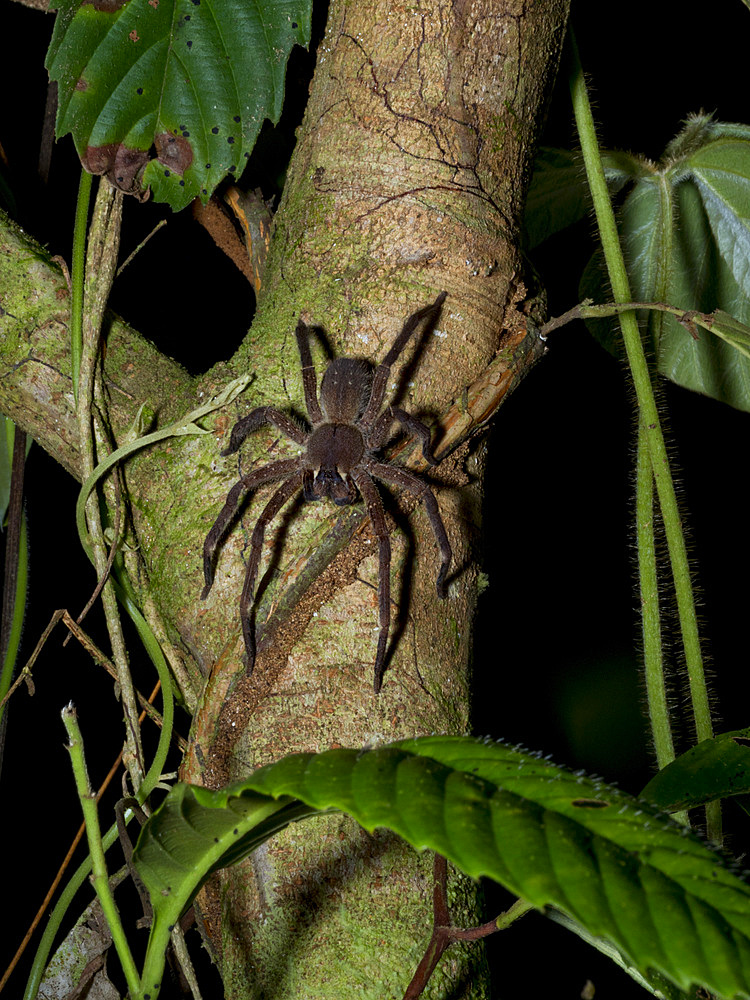 Adult Brazillian wandering spider, Phoneutris boliviensis, on a tree within the Pacaya Samiria Preserve, Peru.
