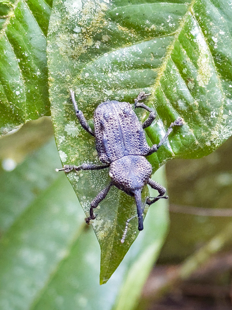 Weevil, Homalinotus depressus, on a tree within the Pacaya Samiria Preserve, Peru.