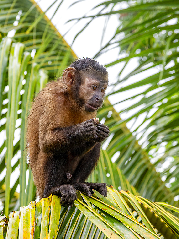 An adult captive brown capuchin monkey, Sapajus apella, climbing in a tree within the Pacaya Samiria Preserve, Peru.
