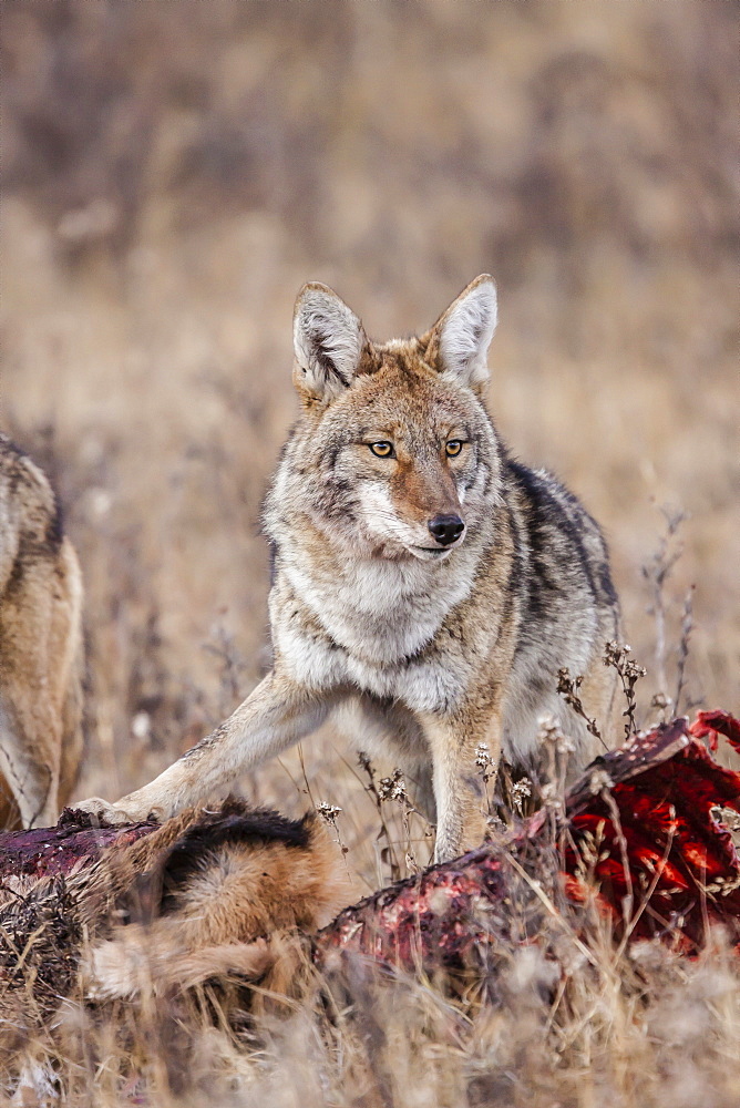 Coyote (Canis latrans) feeding on an elk carcass in Rocky Mountain National Park, Colorado, United States of America, North America 