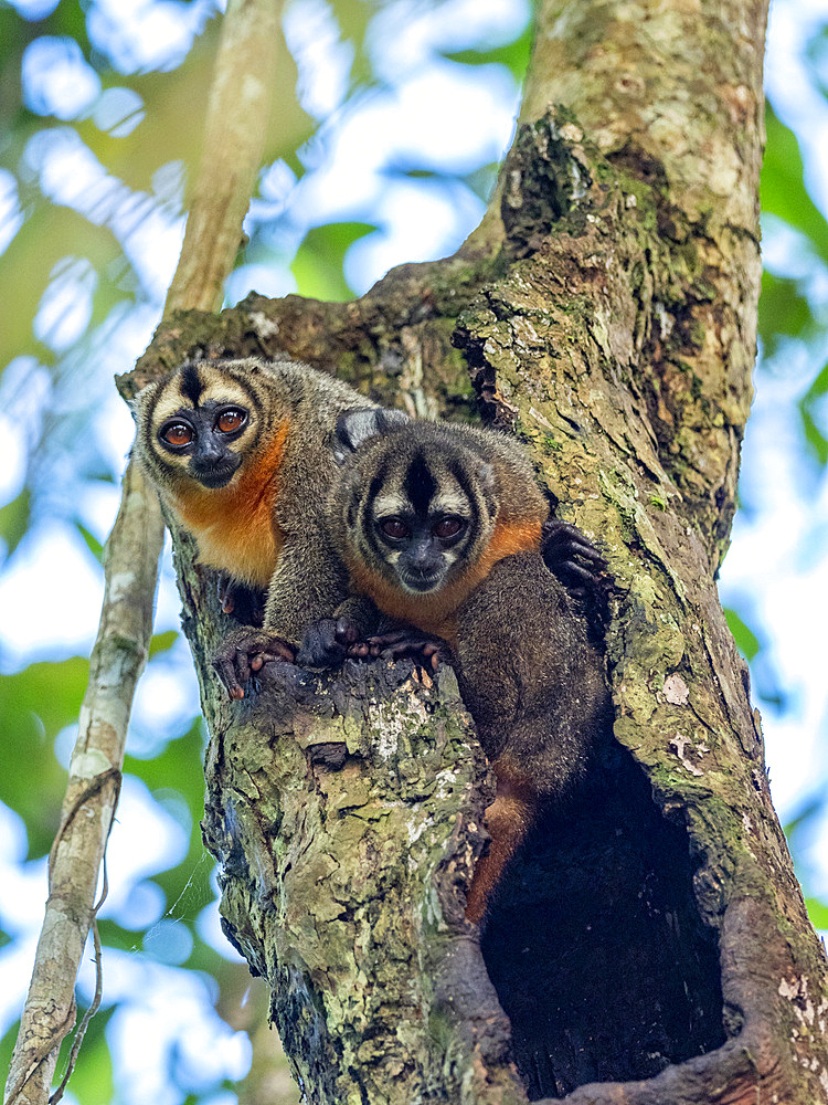 A pair of adult Spix's night monkeys, Aotus vociferans, living in a tree within the Pacaya Samiria Preserve, Peru.