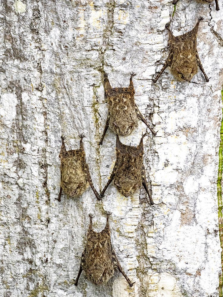 Adult proboscis bats, Rhynchonycteris naso, roosting during the day deep within the Pacaya Samiria Preserve, Peru.