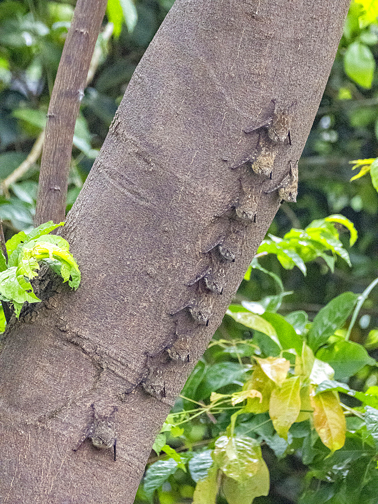 Adult proboscis bats, Rhynchonycteris naso, roosting during the day deep within the Pacaya Samiria Preserve, Peru.