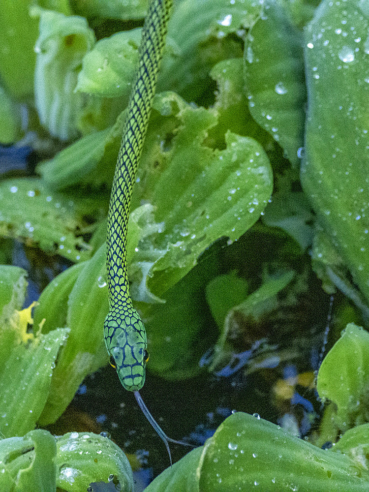 Adult black-skinned parrot snake, Leptophis ahaetulla nigromarginatus, deep within the Pacaya Samiria Preserve, Peru.