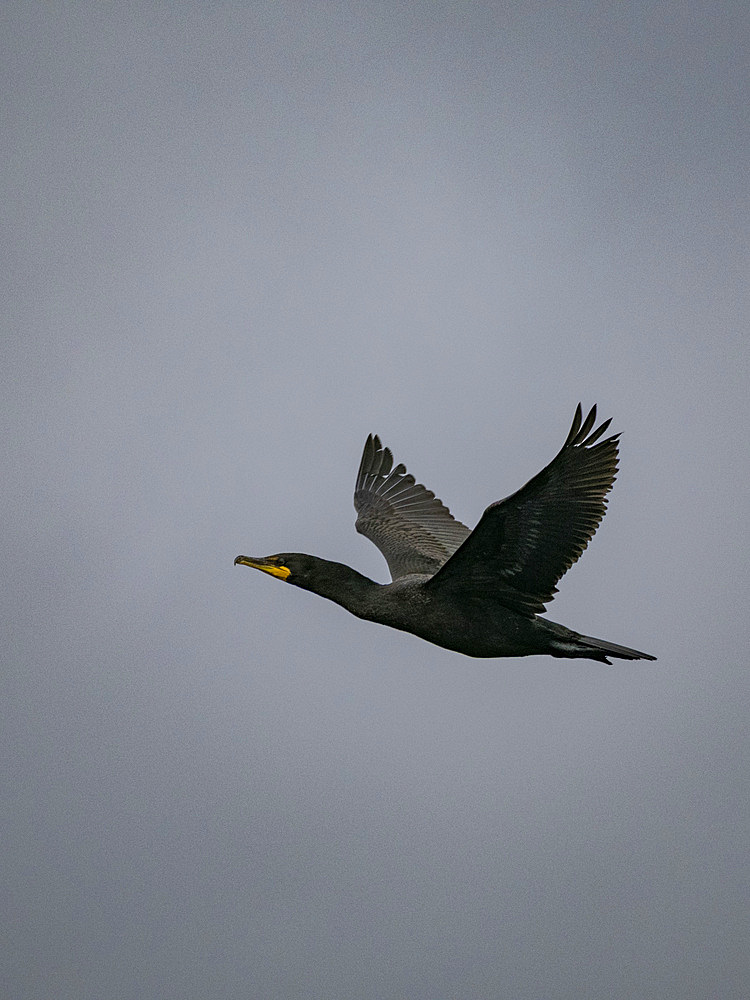 An adult pelagic cormorant, Urile pelagicus, in flight in the Aleutian Islands, Alaska.