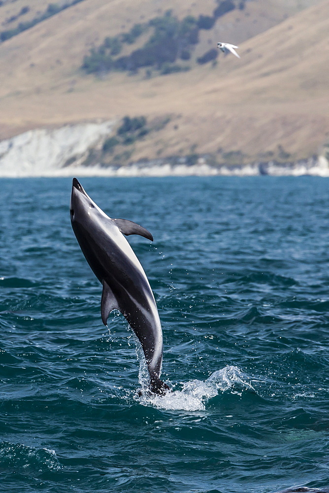 Dusky dolphin (Lagenorhynchus obscurus) leaping near Kaikoura, South Island, New Zealand, Pacific