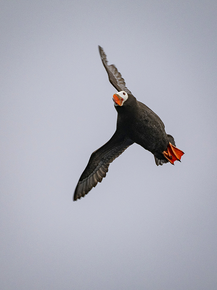 An adult tufted puffin, Fratercula cirrhata, in flight in the Baby Islands, Bering Sea, Alaska.