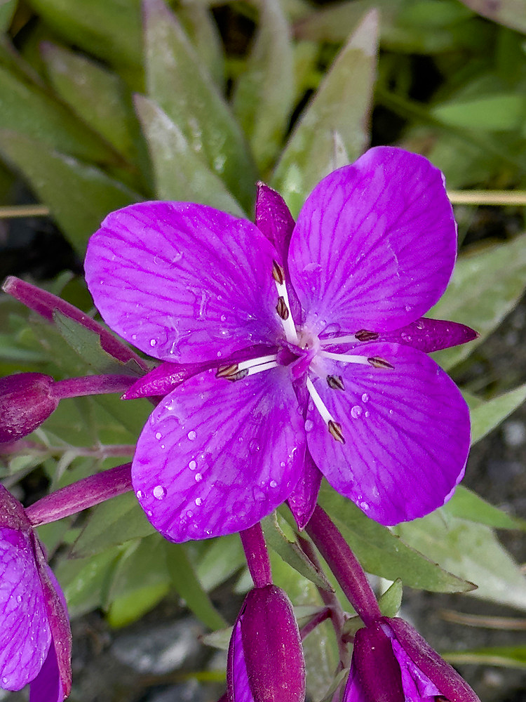 Fireweed, Chamaenerion angustifolium, flowers in Dutch Harbor, Amaknak Island in Unalaska, Alaska.