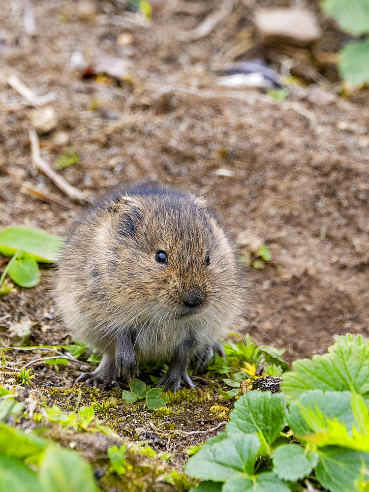 Adult Insular vole, Microtus abbreviatus, endemic to Saint Mathew Island, a remote island in the Bering Sea, Alaska.