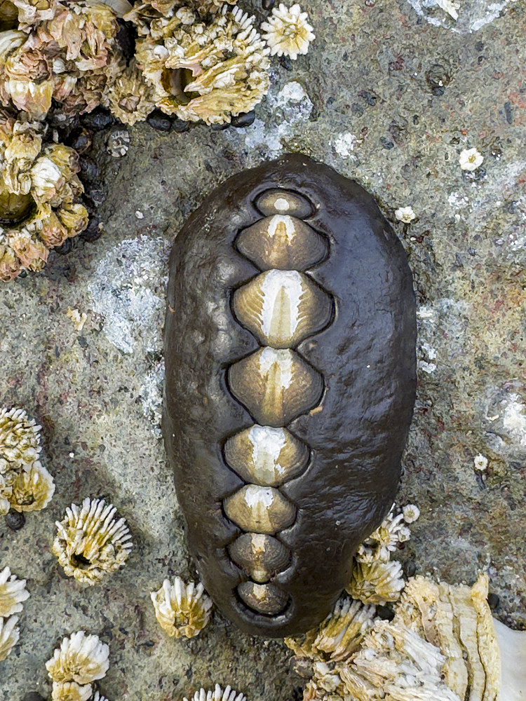 A black leather chiton, Katharina tunicata, in Tanaga Bay, Pribilof Islands, Alaska.