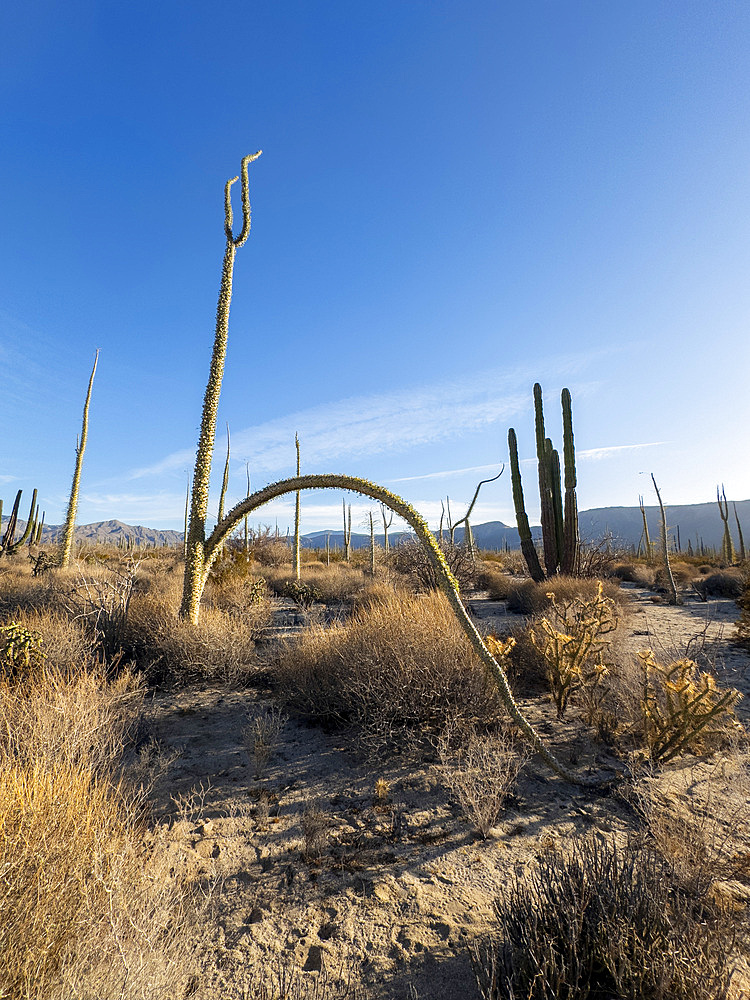 Boojum tree, Fouquieria columnaris, in the Sonoran Desert just outside Bahía de Los Angeles, Baja California, Mexico.