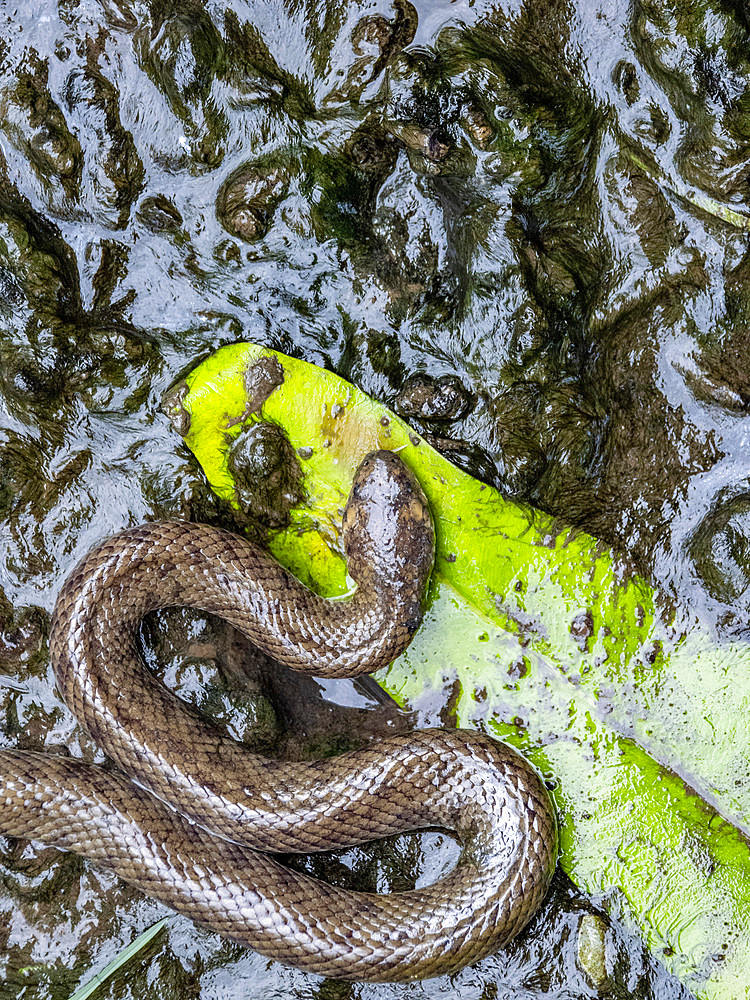 Dog-faced water snake, Cerberus schneiderii, in the town of Agats, Asmat Regency, South Papua, Indonesia.