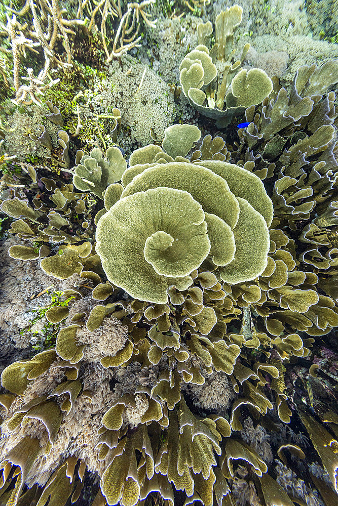 Various soft and hard corals with tropical fish underwater on the island of Misool, Raja Ampat, on Papua, Indonesia