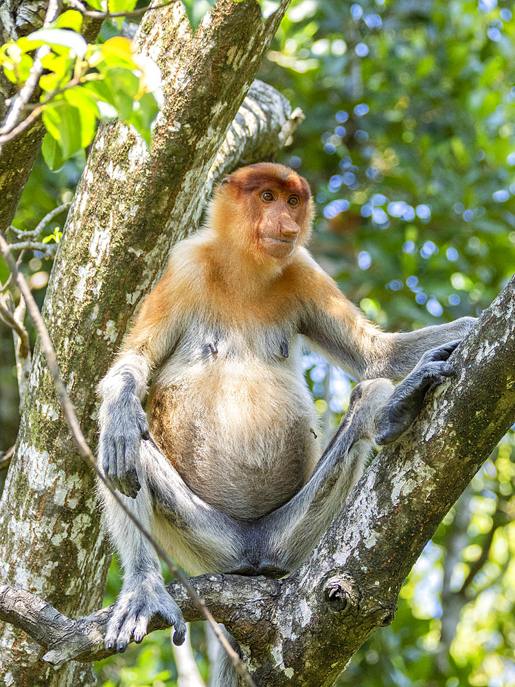 An adult female proboscis monkey, Nasalis larvatus, Labuk Bay Proboscis Monkey Sanctuary, Sabah, Malaysia.
